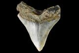 3.24" Fossil Megalodon Tooth - North Carolina - #129970-2